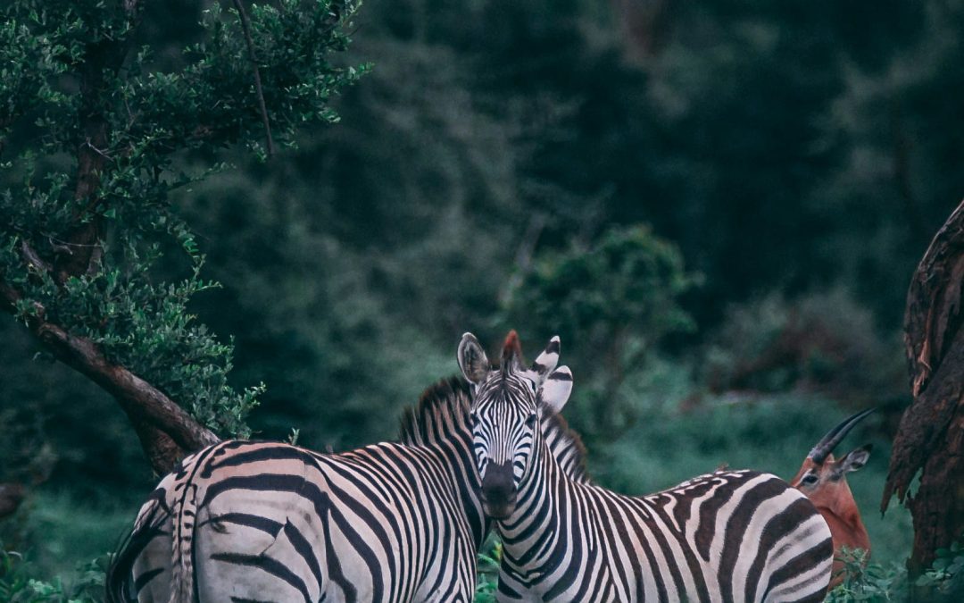 Power of two Forces  – Intelligence and Intuition