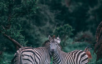 Power of two Forces  – Intelligence and Intuition